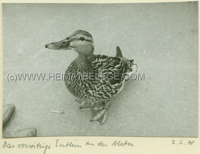 008_3 Rauchende Ente alte historische Photographie-7777k.jpg